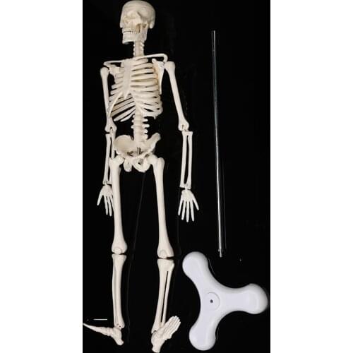 High Quality 45CM Human Anatomy Anatomical Skeleton Model Medical Learning Aid Anatomy human skeletal model Wholesale Retail