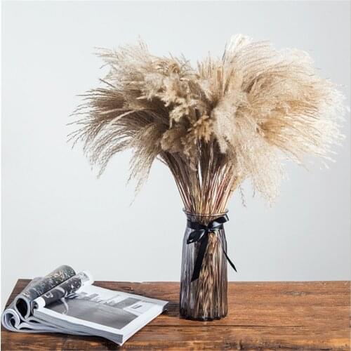 Pampas grass christmas decor real pampas grass 20 pcs reed natural dried plant ornaments wedding decor flower bunchNO VASE