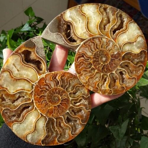 500g One Pair Half Cut Ammonite Shell Jurrassic Fossil Specimen Madagascar