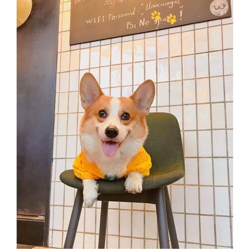 Dog Raincoat Pet Waterproof Rain Coat Puppy Jumpsuit Hooded Outdoor Summer Animals Sun Protection Costume Overalls for Dog Cloak