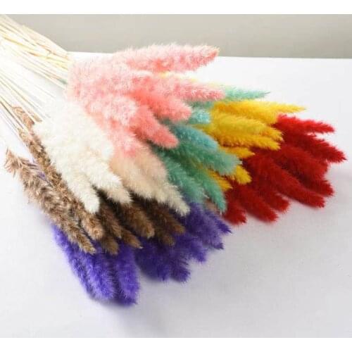 10Pcs Natural Real Dried Reed Plants Pampas Grass Bouquet Home Decor Wedding Decoration Dining Table for Room Small Dry Flower