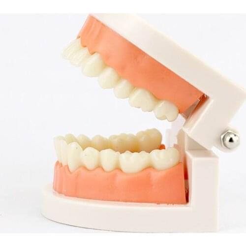 Life Size Teeth Dental Teaching Model Children Oral Kindergarten Teaching Brushing Dental Materials Anatomy Model