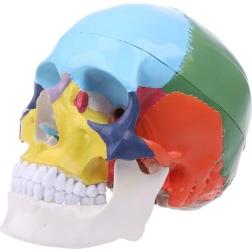 Life Size Colorful Human Skull Model Anatomical Anatomy Teaching Skeleton Head Studying Teaching Supplies P9JD