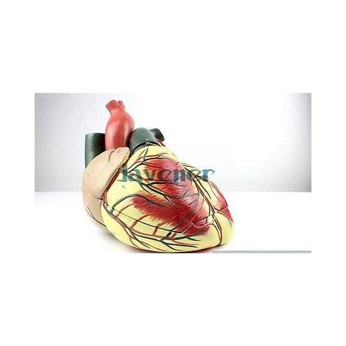 Magnify Human Anatomical Ultrasound Heart Anatomy Viscera Medical Model
