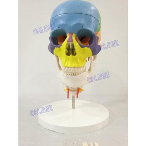 Special deals are on sale&Color the skull model with section 7 cervical spinal nerve of adult head model, skull model