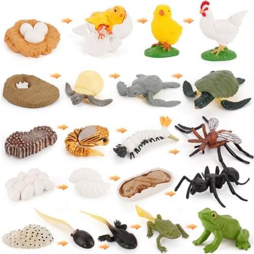 Simulation Animals Life Cycle Animal Figurines,Frog Ant Mosquito Sea Turtle Chicken Growth Cycle Model Figures toys play set