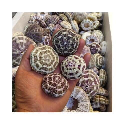 Shells conch shell 5-13cm various size,the eight trigrams sea urchin decoration landscape aquarium landscape