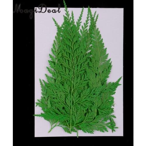 12pcs Natural Press Fern Leaves Pressed Real Dried Flower Dry Leaves for DIY Crafts Bookmark Scrapbooking Card Making