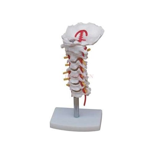 Cervical spine model cervical spine with carotid posterior occipital disc and nerve model