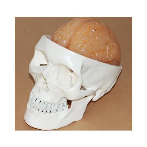 Medical 1:1 Human skull model Brain anatomy model free shipping