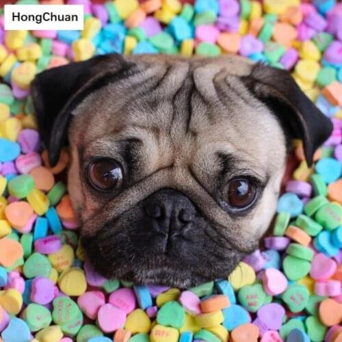 Puppy 5D DIY square/round diamond painting cross stitch needlework mosaic diamond thorn show home decoration new year gift