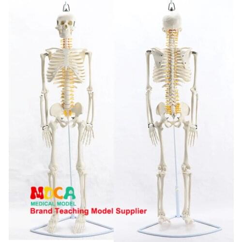 85CM Hanging type human.skeleton spinal nerve model medical Yoga Fitness learning bone model MGG202