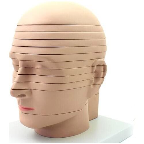 Human head anatomy Brain Model CTMRI brain imaging radiology neurology model 12 sheet