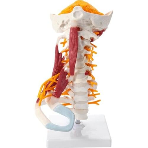 Human cervical spine model with muscles and nerves brainstem occipital bone spine removable teaching model