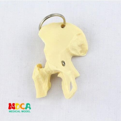 Human leg bone key buckle ornament gift pendant key buckle human.organ anatomy medical teaching toy YSK016