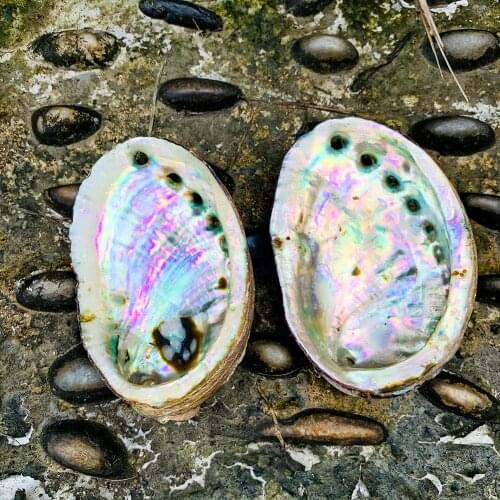 1PC 8-10cm Natural Seashells Abalone Shell Nautical Home Decor Beach Wedding Decorations Soap Dish DIY Aquarium Landscape
