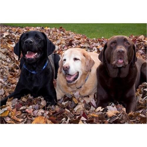 Full square diy 5d diamond painting Chocolate Labrador diamond mosaic cross stitch diamond embroidery animal 3d picture art