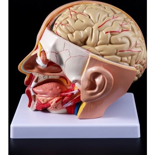 Human Anatomy Head Skull Brain Cerebral Artery Anatomical Model For Teaching