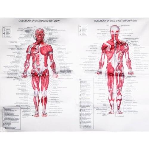 Human Anatomy Muscles System Art Poster Body Educational Chart Printed Picture for Medical Classroom Study Decor