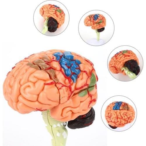 4D Disassembled Anatomical brain Model of human School Educational Anatomy Medical Brain Model Anatomical Teaching Tool