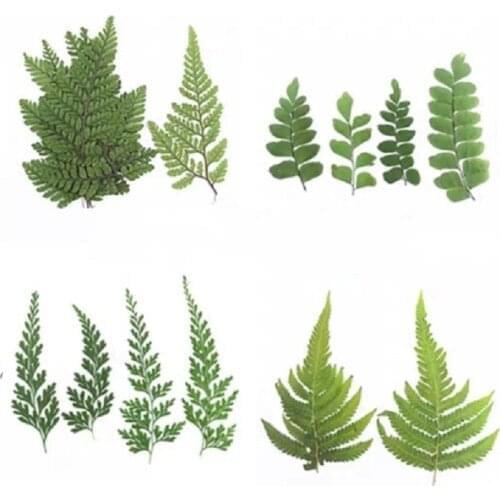 12pcs Pressed Dried Flower Natural Fern Leaf Handmade Herbarium For Epoxy Resin Jewelry Making Makeup Face Nail Art Craft DIY