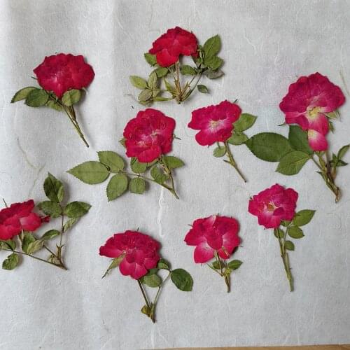 30pcs Dried Pressed Red Rose Flowers + Leaves Plant Herbarium For Jewelry Postcard Photo Case Bookmark Invitation Card DIY