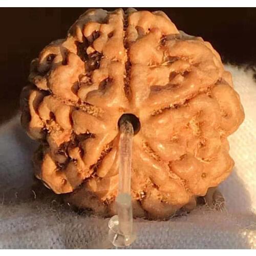 Rudraksha Bodhi Beads Real Nepal Big 5 Pedals Rudraksha Seeds 18-19mm 5 Faces Oiled Tibetan Rudraksha Prayer Beads TSB0249