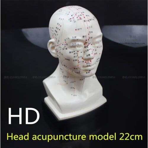 Medical Head acupuncture model 22cm high definition face Facial Acupoint Acupuncture point model Head acupuncture teaching model