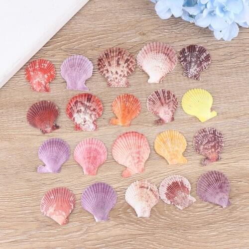 20Pcs Colorful Natural Seashells Decor Scallop Shells Crafts Decor Ornament