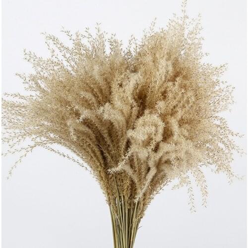20 pcs Pampas grass christmas decor real pampas grass reed natural dried plant ornaments wedding decor flower bunch