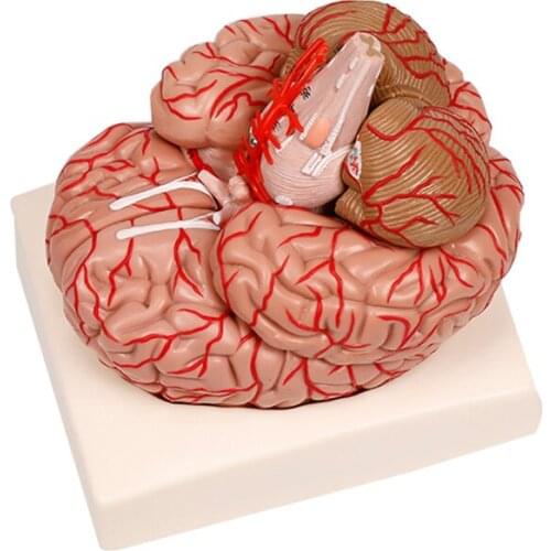 BIX-A1049 Medical Teaching Tool Disassembled Human Anatomical Brain Model