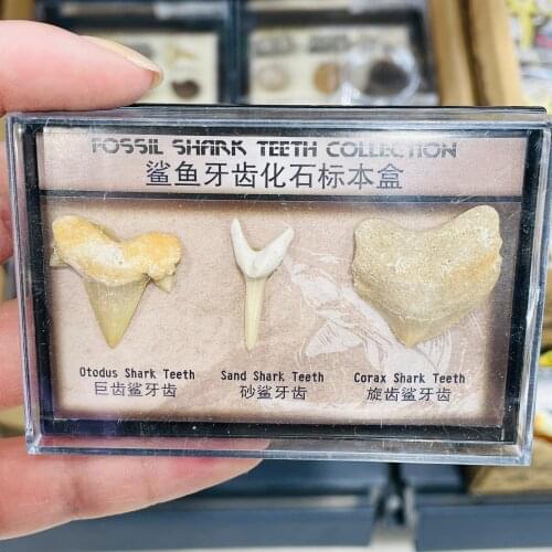 Natural Fossil Specimen Decoration Marine Science Teaching Materials hot