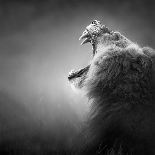 Wall Art Pictures Animal Lion Prints Canvas Painting Black White Wall Art Nordic Poster Abstract Living Room Decoration Cuadros