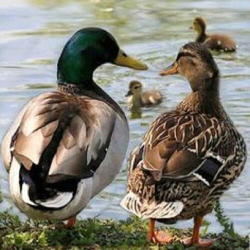 DIY Diamond Painting Landscape crafts Cross Stitch full 5d Diamond embroidery mosaic wild duck Picture Home Decoration