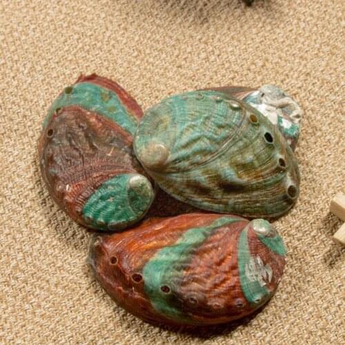 Natural Abalone Conch Fish Tank Landscape Painting Props Handmade Room Decoration Photography Diy Material C1G2