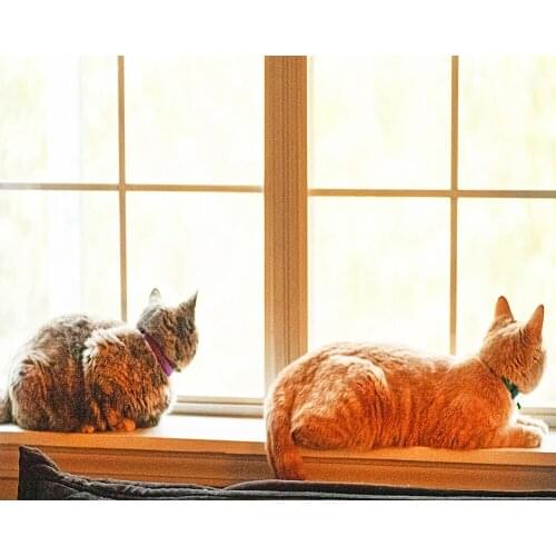 "Morning Cat" picture DIY digital painting by number painting Christmas birthday unique gift