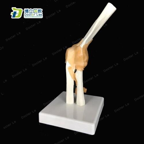 Human Functional Elbow Joint Skeleton Model with Ligament Life Size for Medical and Kids Teaching Clinic Demonstration