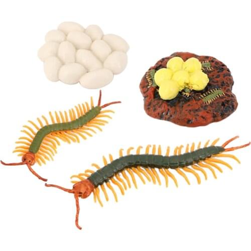 Lot of 4 Nature Centipede Growth Cycle Child Education Learning Teaching Toys，Realistic
