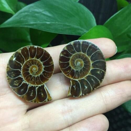 2PCS Split Ammonite Fossil Specimen Shell Healing Madagascar Natural Decoration Stones Home Minerals Decoration
