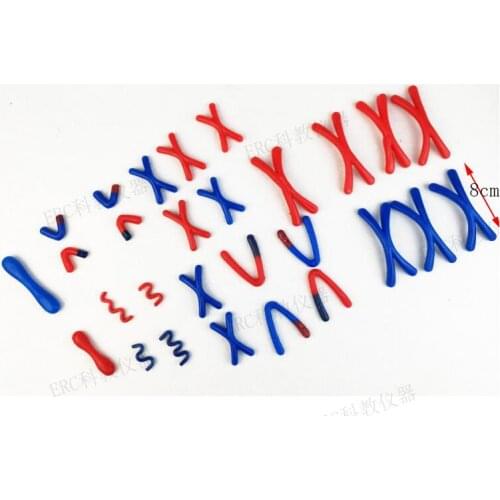 Animal and plant cell meiosis model teaching high school biology teaching equipment teaching aids chromosome X