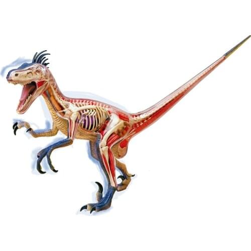 4D Big Velociraptor Intelligence Assembling Toy Animal Organ Anatomy Model Medical Teaching DIY Popular Science Appliances
