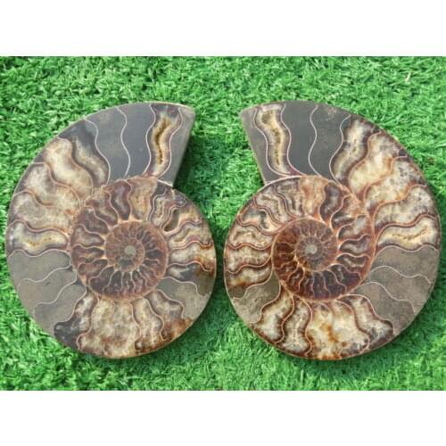 1200g(2.64 lb)1 Pair Half Cut Ammonite Shell Fossil Specimen Madagascar