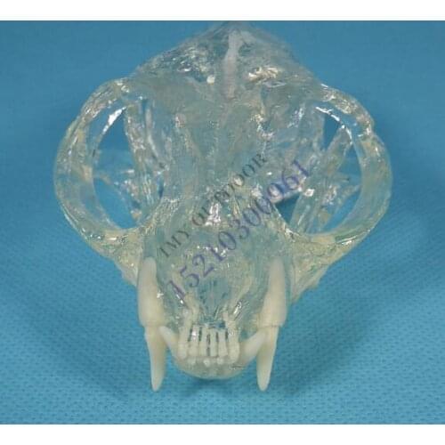Animal bones Dissection Transparent animal model Cats tooth skull jaw model free shipping