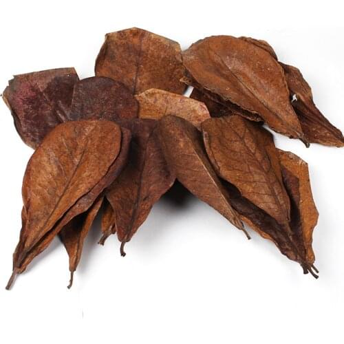10pcs Natural Terminalia Catappa Leaves Aquarium Fish Tank Cleaning Tools Water Treatment Balance PH Acidity Almond Leaf