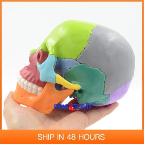 Detachable Anatomical Model Skull Medical Teaching Tool Color 4D Disassembled 15PCS/Set PNATOMY Educational