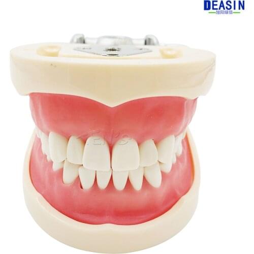 2016 New Teeth Teaching Model Dental Soft gingiva 200H Type Removable Teeth