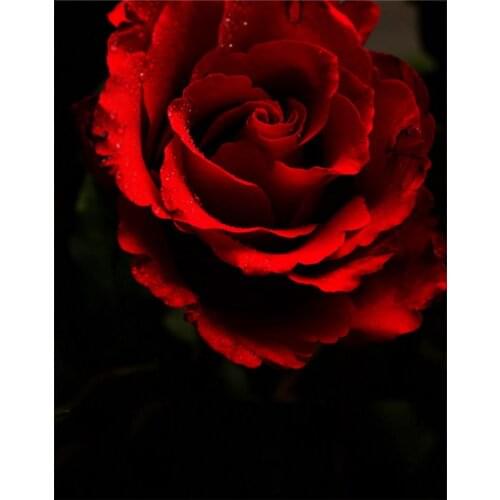 5x7ft Red Rose Flowers Photography Backdrops Photo Props Studio Background