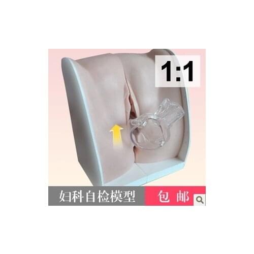 Gynecological self-test Female genital organs Teaching Model 1:1 Soft silicone