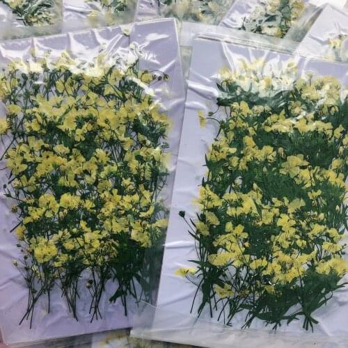 250pcs Pressed Dried Gypsophila Paniculata Flower Herbarium For Epoxy Resin Jewelry Making Bookmark Face Makeup Nail Art Craft