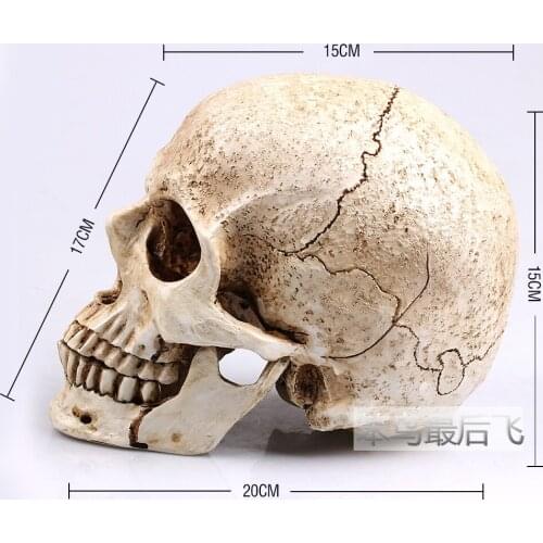 New arrival white 1: 1 human skull model life size resin skull model art teaching human skeleton model free shipping